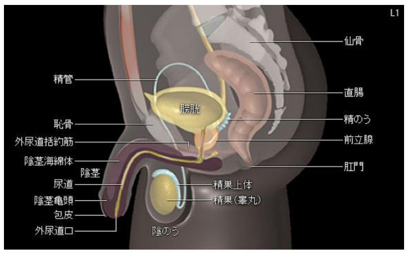 前立腺がんとは 北青山dクリニック